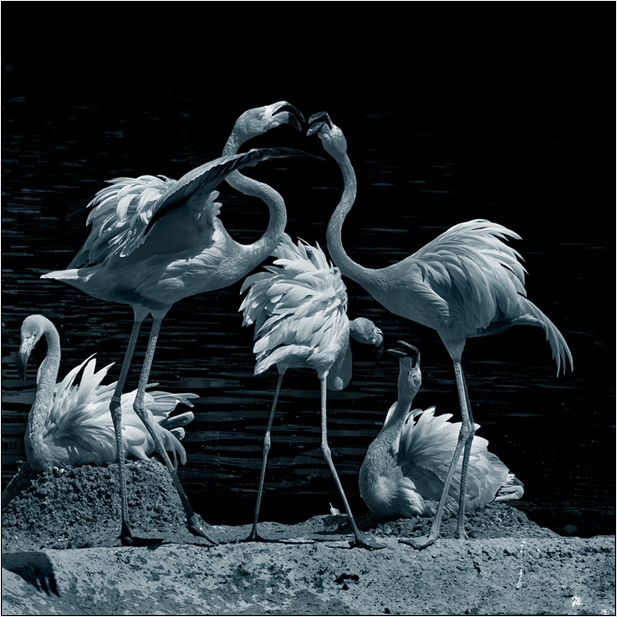 Фото жизнь (light) - mju -  Животные - Будни фламинго