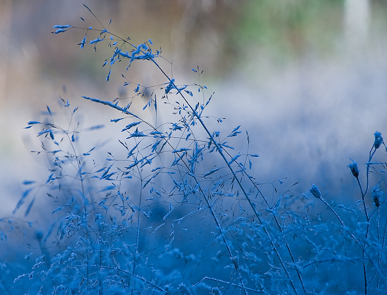 Фото жизнь - Алексей Юрченко - корневой каталог - Extremely frost