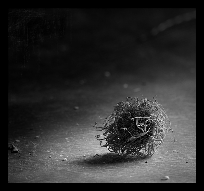 Фото жизнь (light) - Владимир Лестровой - корневой каталог - Подсолнух