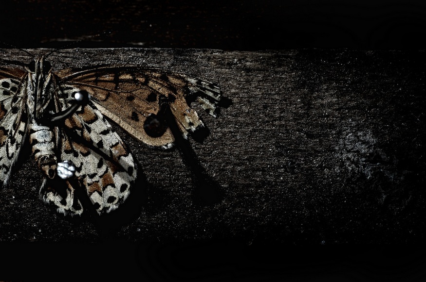 Фото жизнь (light) - kolonada - корневой каталог - Butterfly Jesus