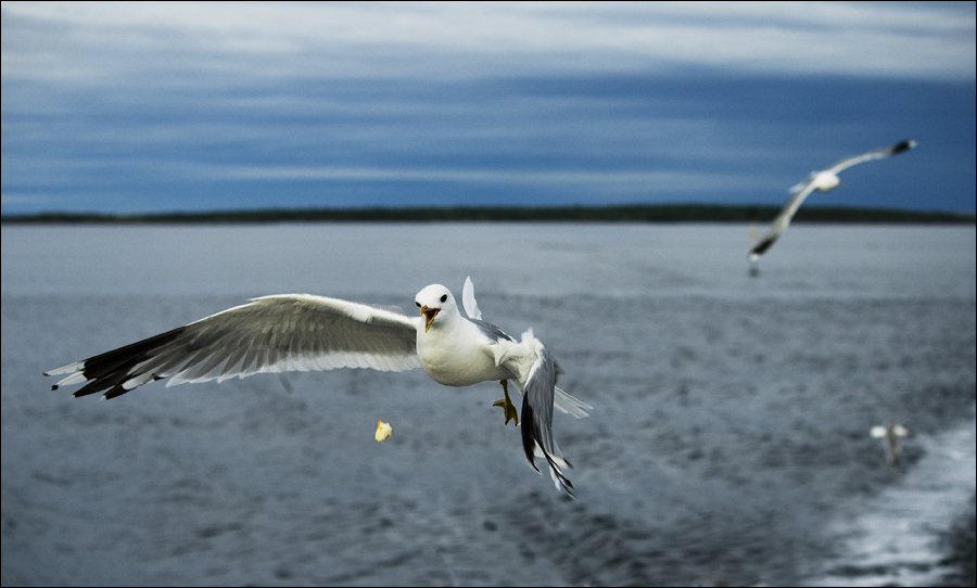 Фото жизнь - Сергей Чернышов - Карелия - Беломорские чайки