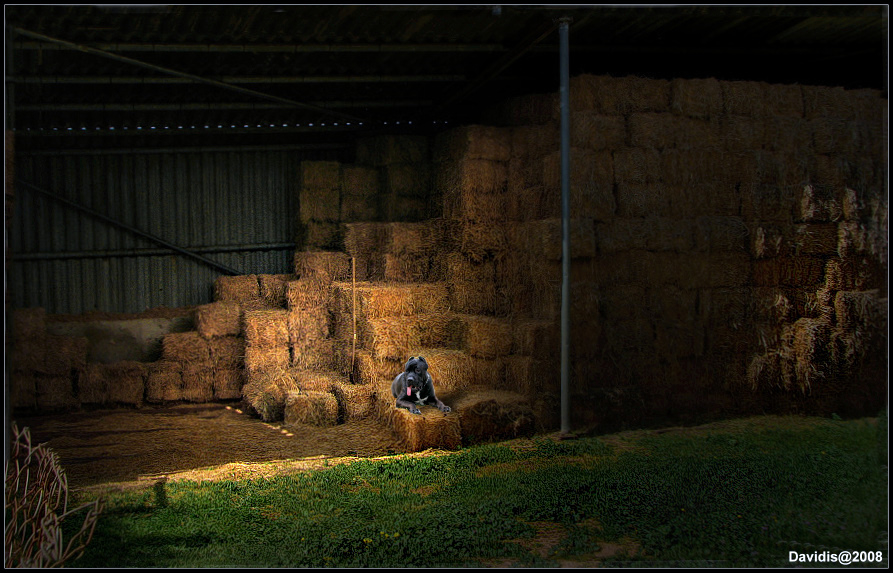 Фото жизнь (light) - DM-Photo - HDR Tech photos - "Собака на сене"