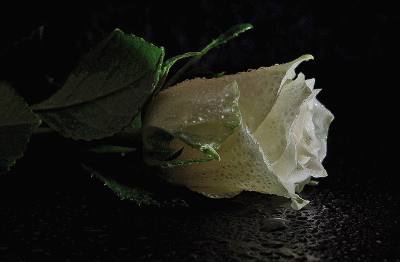 Фото жизнь (light) - Снежанна Литвинова - цветики - глоток света