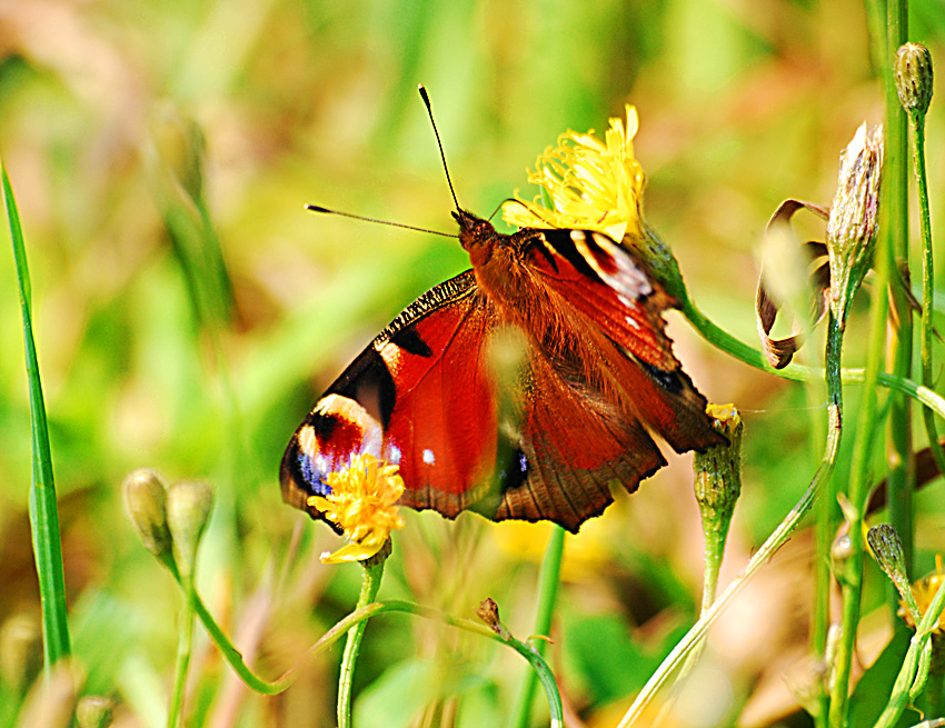 Фото жизнь (light) - Ryjiy67 - корневой каталог - Бабочка в ближайшем парке