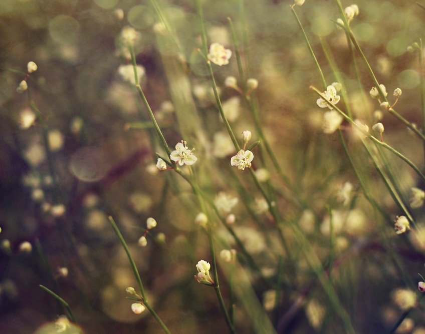 Фото жизнь (light) - Лилиана Морозова - Природа,пейзажи,цветы - ***