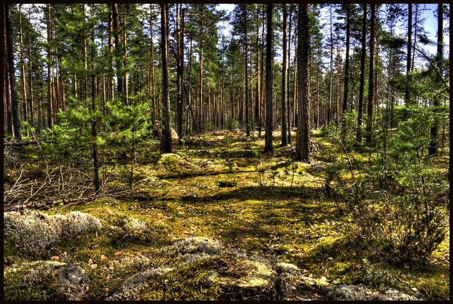 Фото жизнь
