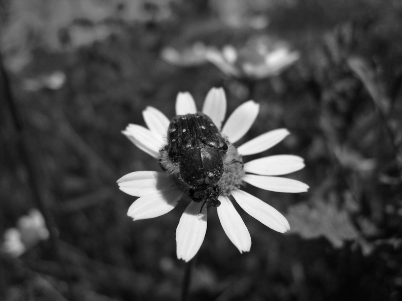 Фото жизнь (light) - Зеленский Руслан - корневой каталог - отдых на ромашке