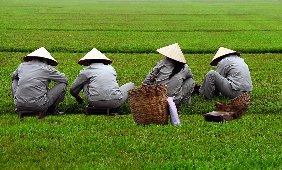 Фото жизнь (light) - PhotoSD - Вьетнам - И чтобы травинка к травинке