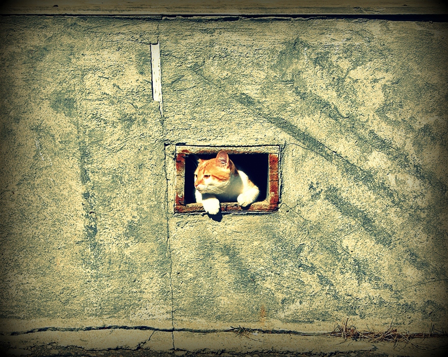 Солнечные запахи