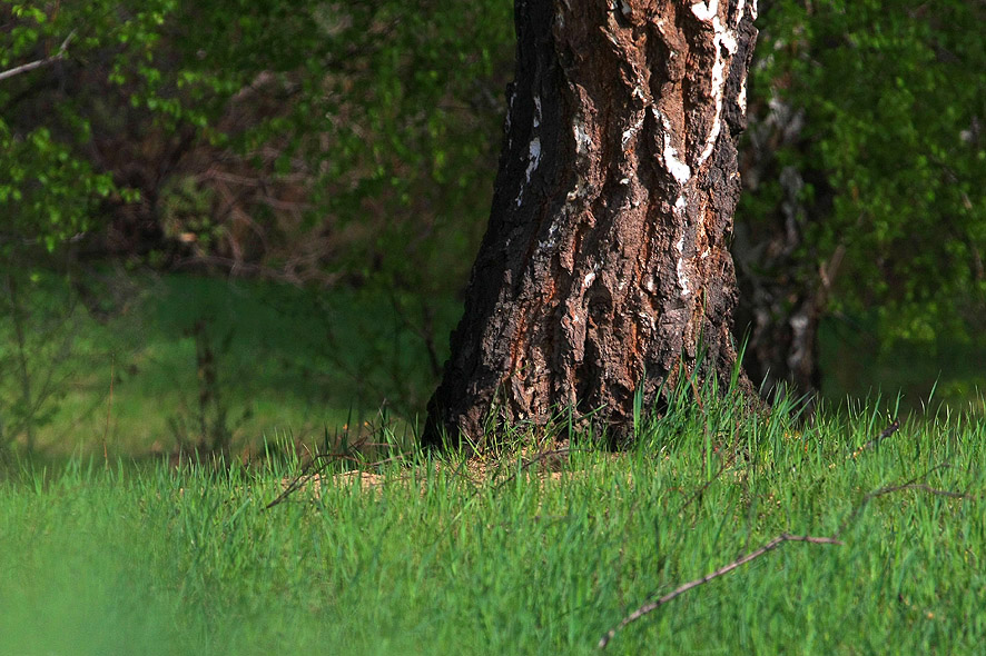 Фото жизнь (light) - nav63 - Природа - ***