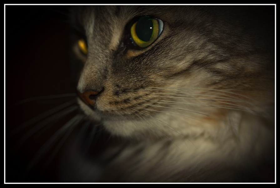 Фото жизнь (light) - Vsevolod Katrich - корневой каталог - cat