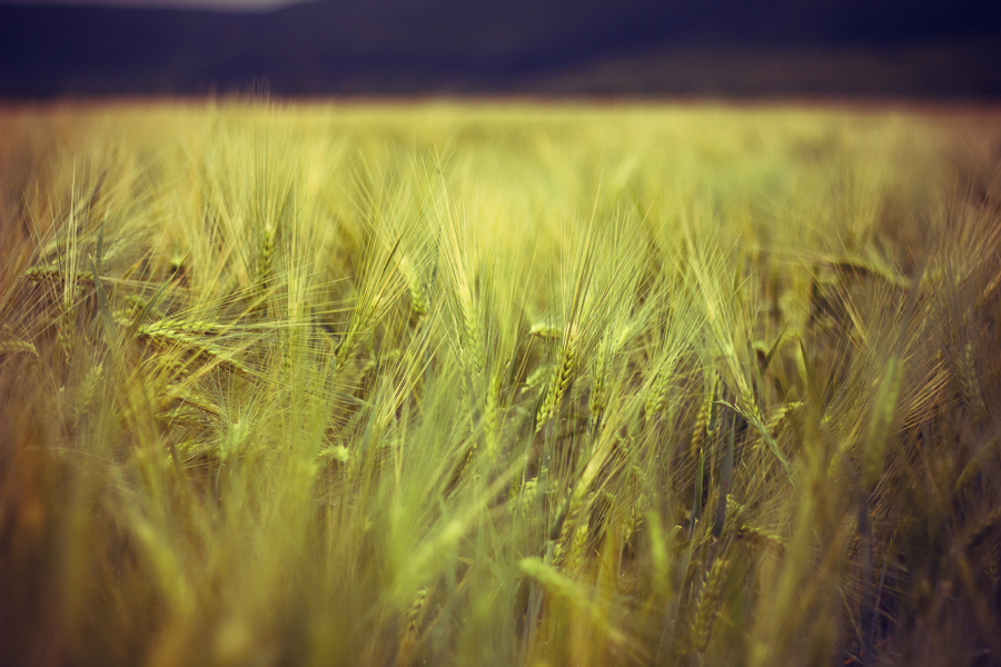Фото жизнь (light) - swonderlands - різне - Пшеничка