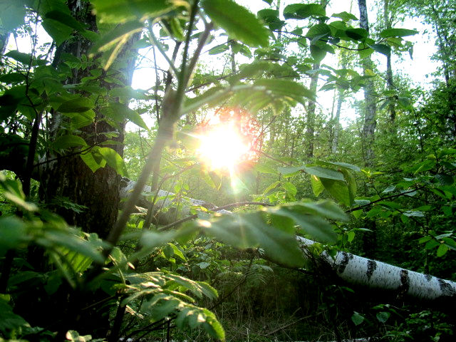 Фото жизнь (light) - Nastya - корневой каталог - весенний лес
