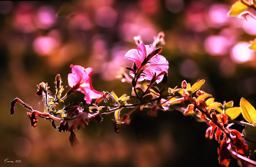 Фото жизнь (light) - emunilkin - Цветы - "Восточные цветы".
