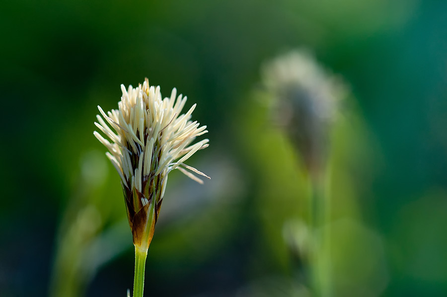 Фото жизнь (light) - sanst - Макро - Он и фантом.