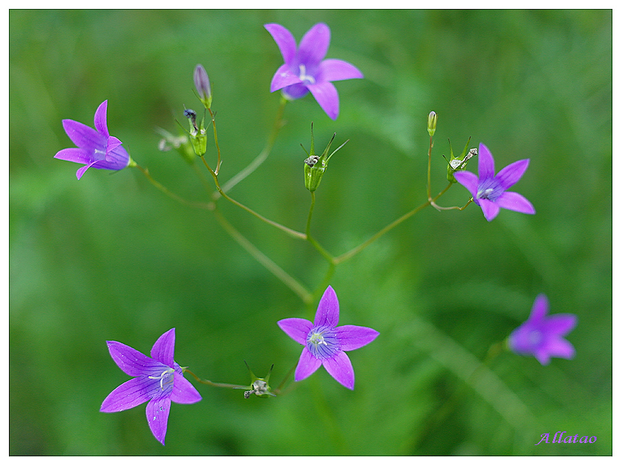 Фото жизнь (light) - Allatao - Природа и пейзажи - Цветочки лета.
