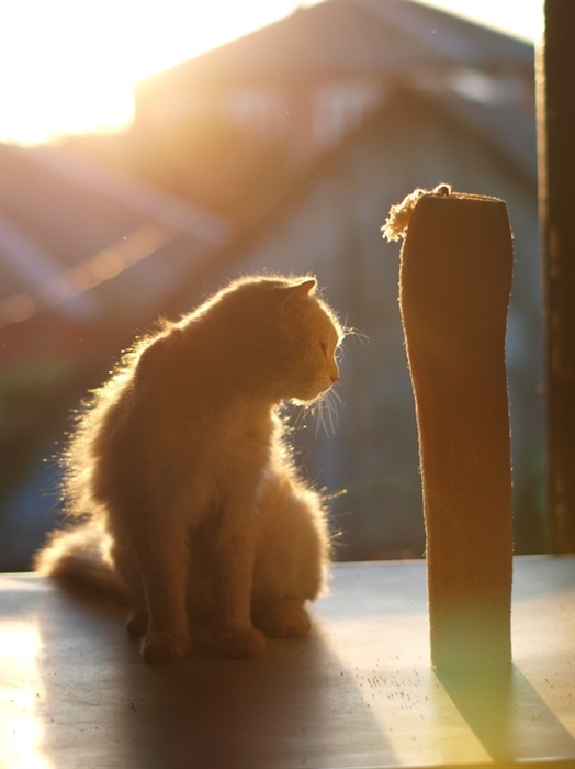 cat & loofah