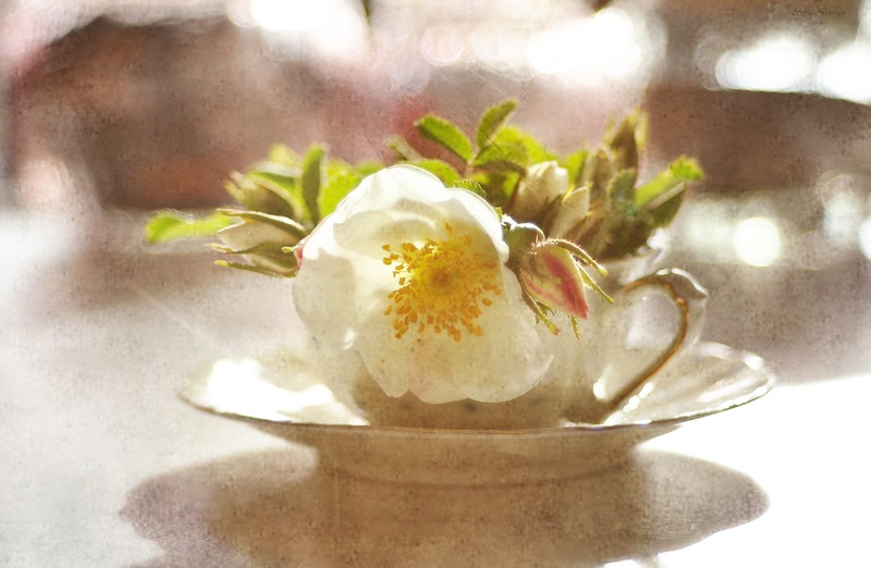 Фото жизнь - silva-71 - мозаика  - чай из пустоголовника летнего