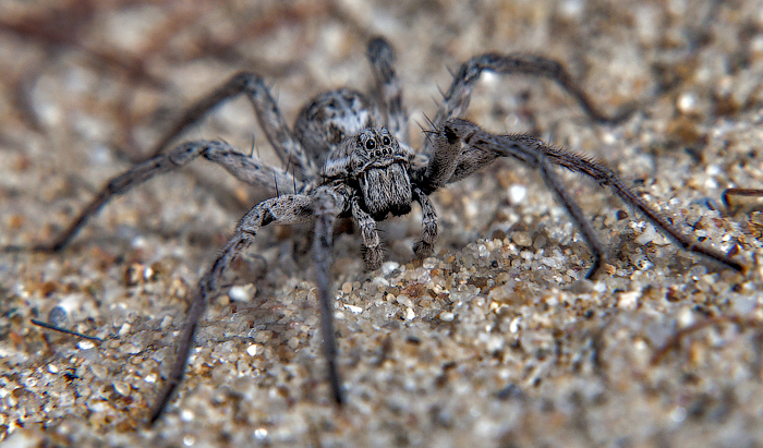 Фото жизнь (light) - Петр Садовский - корневой каталог - паук "Волк"