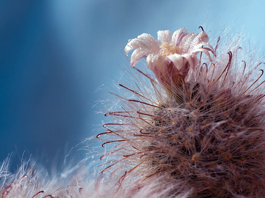 Фото жизнь (light) - Геннадий Скалабан - flora - кактус