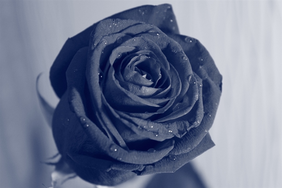 холодная роза...