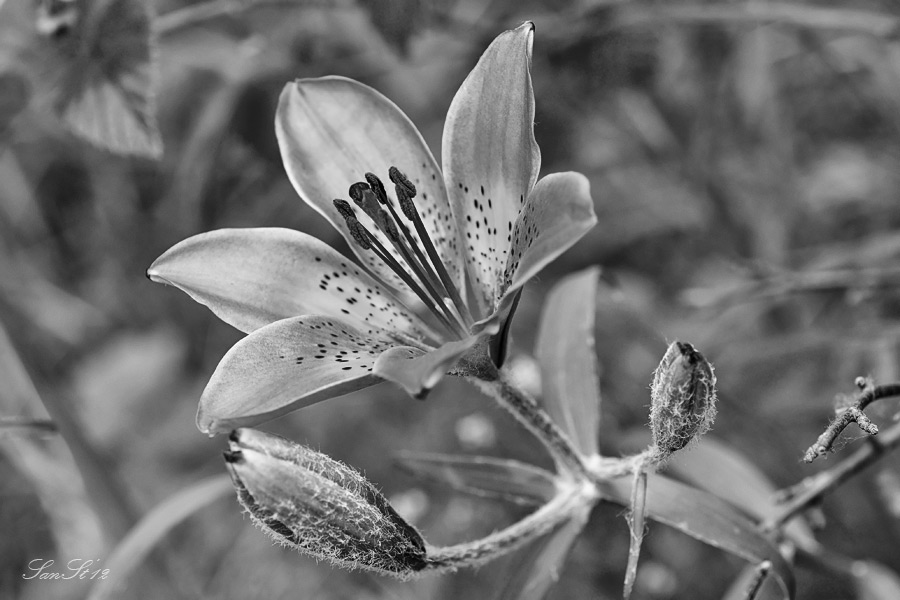 Фото жизнь (light) - sanst - Макро - Лилит