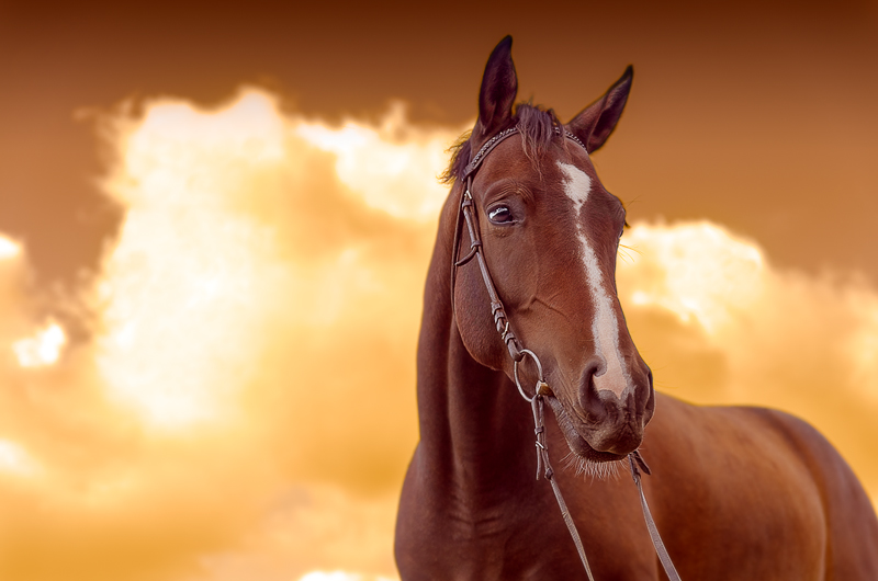 Фото жизнь (light) - Андрей Кисляк - Лошади / Horses - War Horse