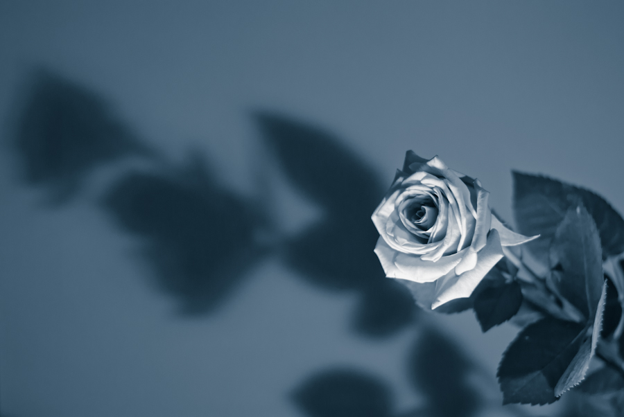 Фото жизнь - usater - Различное - Вечерняя роза