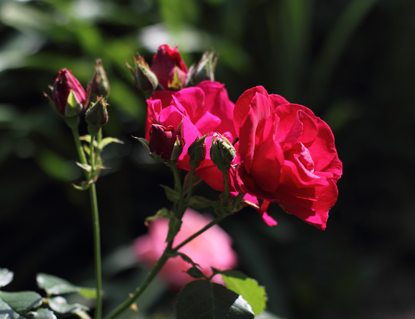 Фото жизнь (light) - Андрей Кладов - корневой каталог - Утром в саду