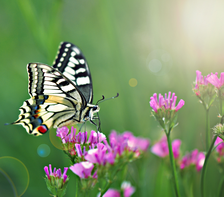 Фото жизнь - Saranikolai - корневой каталог - Butterfly