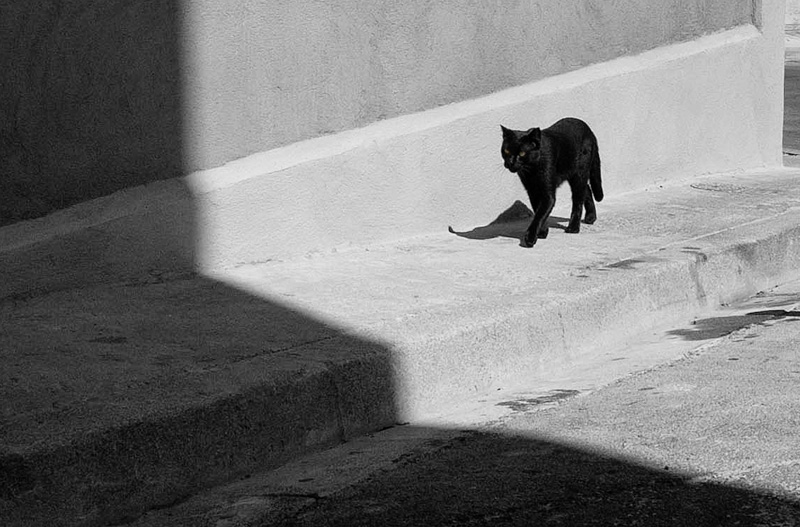 Фото жизнь (light) - Бакулина Екатерина - Кошки - «Light and darkness»