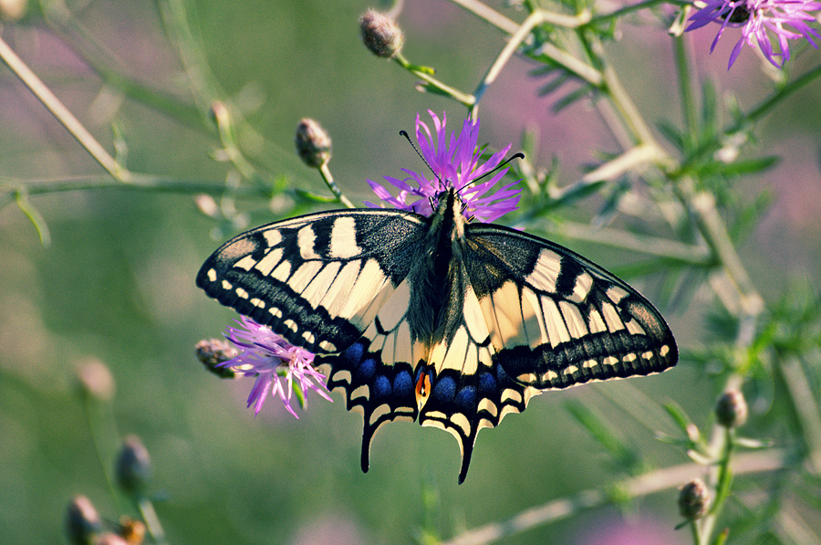 Фото жизнь (light) - Saranikolai - корневой каталог - Butterfly