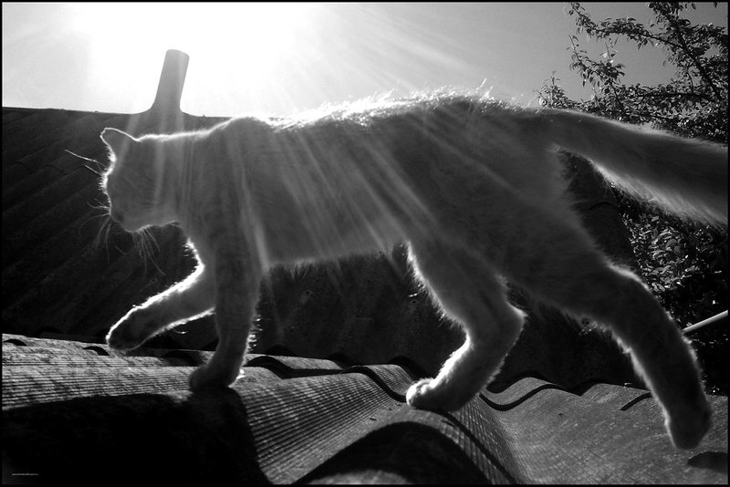 Фото жизнь (light) - pimokat2007 - корневой каталог - кот на крыше