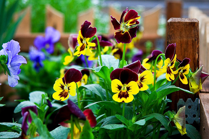 Фото жизнь (light) - nav63 - Природа - Анютки