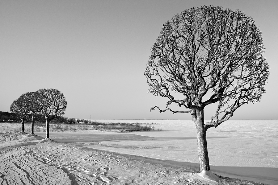 Фото жизнь (light) - Striklend - корневой каталог - про дерево