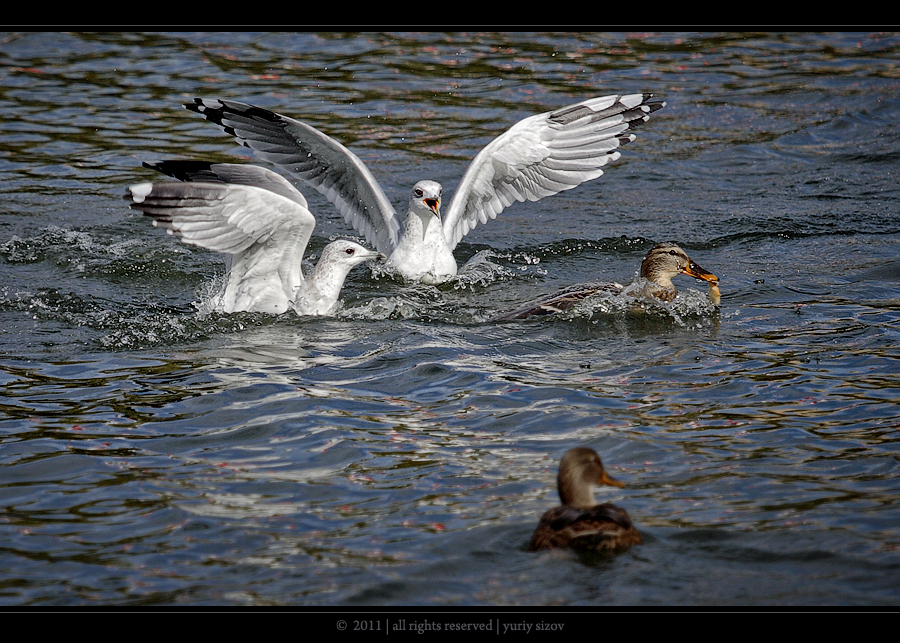 Фото жизнь (light) - Yuriy Sizov - Birds - She snitched the fish !