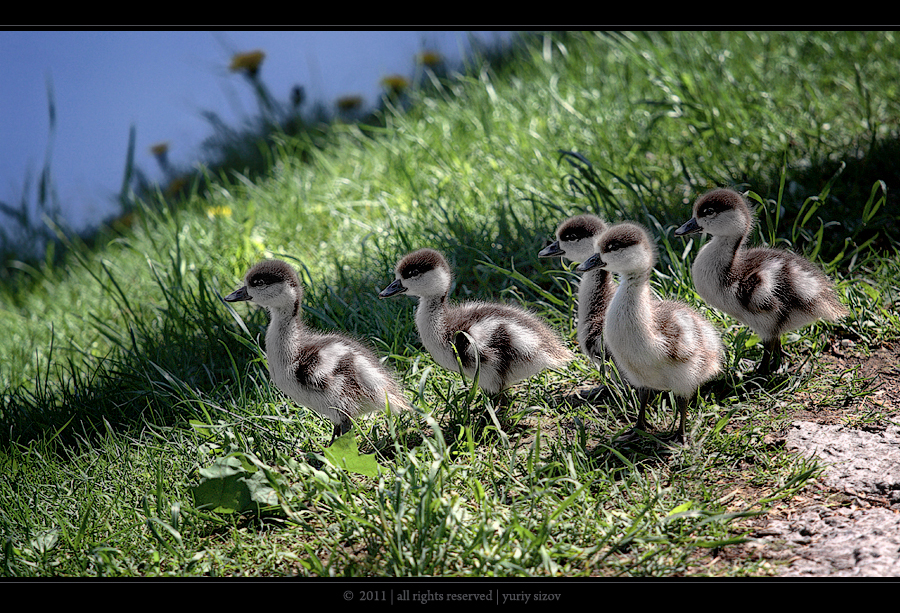 Фото жизнь (light) - Yuriy Sizov - Birds - Ducklings