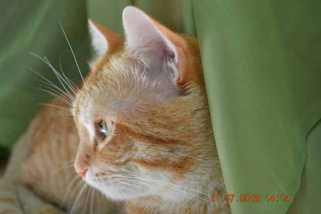Фото жизнь (light) - Aktrisa - Мой кот.. РЫЖИЙ))) - рыжее и зелёное