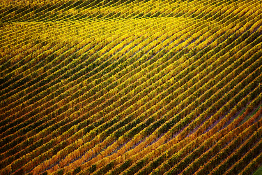Фото жизнь (light) - PhotoSD - Новая Зеландия - Цвето-ритм виноградника
