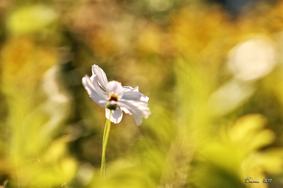 Фото жизнь (light) - emunilkin - Цветы - мазня..)