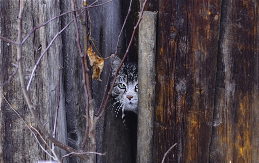 Фото жизнь