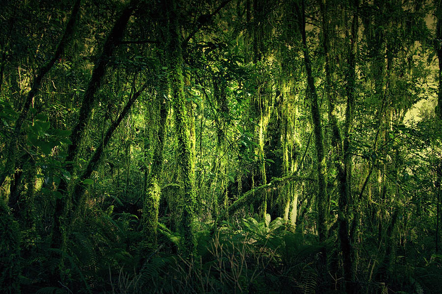 Фото жизнь (light) - PhotoSD - Новая Зеландия - Дождевой лес (Rain Forest)