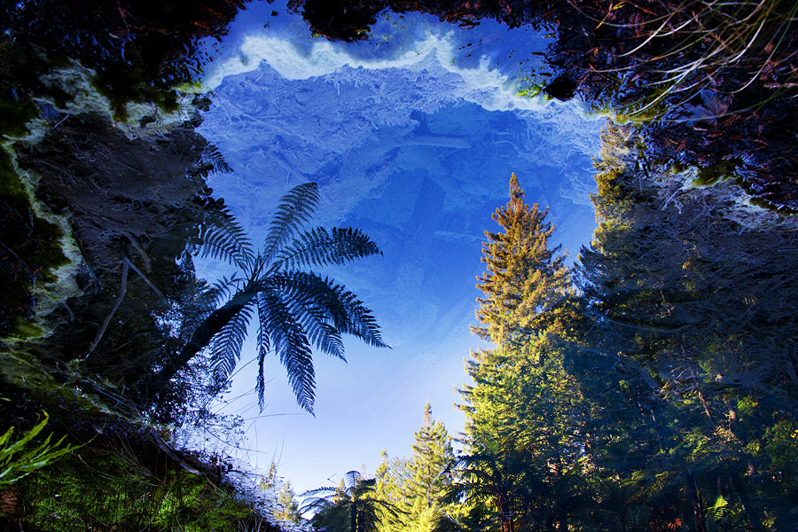 Фото жизнь (light) - PhotoSD - Новая Зеландия - Лесной прудик