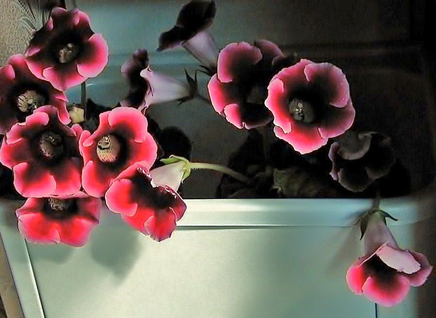 Фото жизнь (light) - Александр Титов - Знакомые места - Грустные цветы
