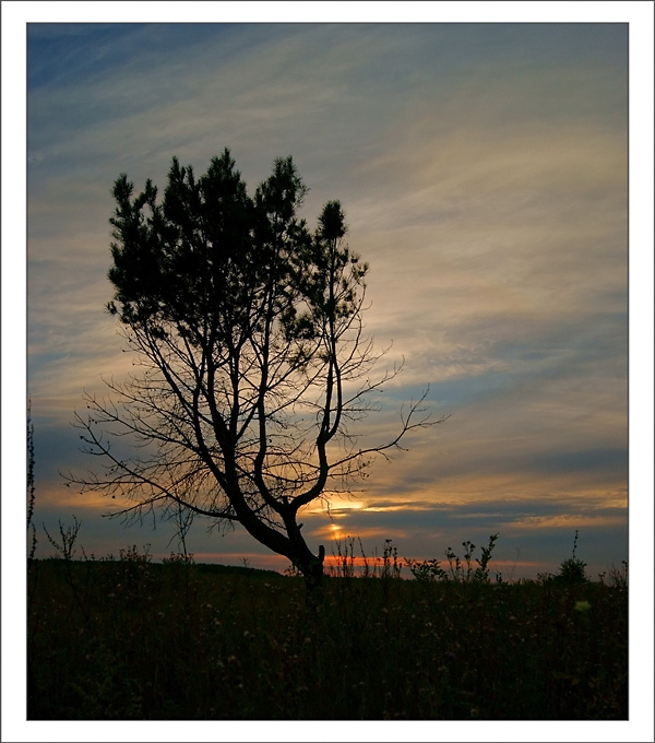 Фото жизнь (light) - nomand - природа - ***