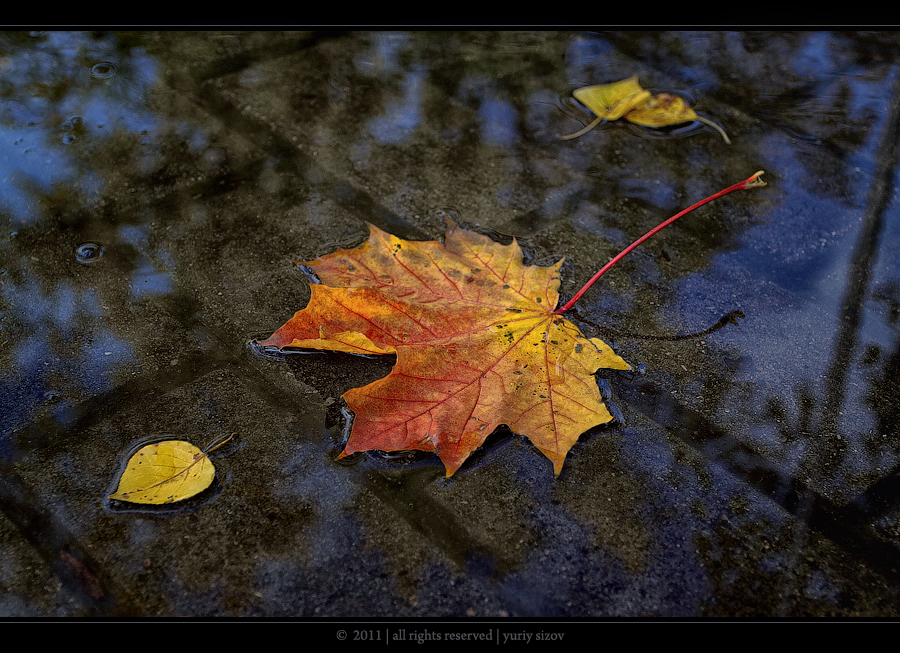 Фото жизнь (light) - Yuriy Sizov - Разное - Autumn