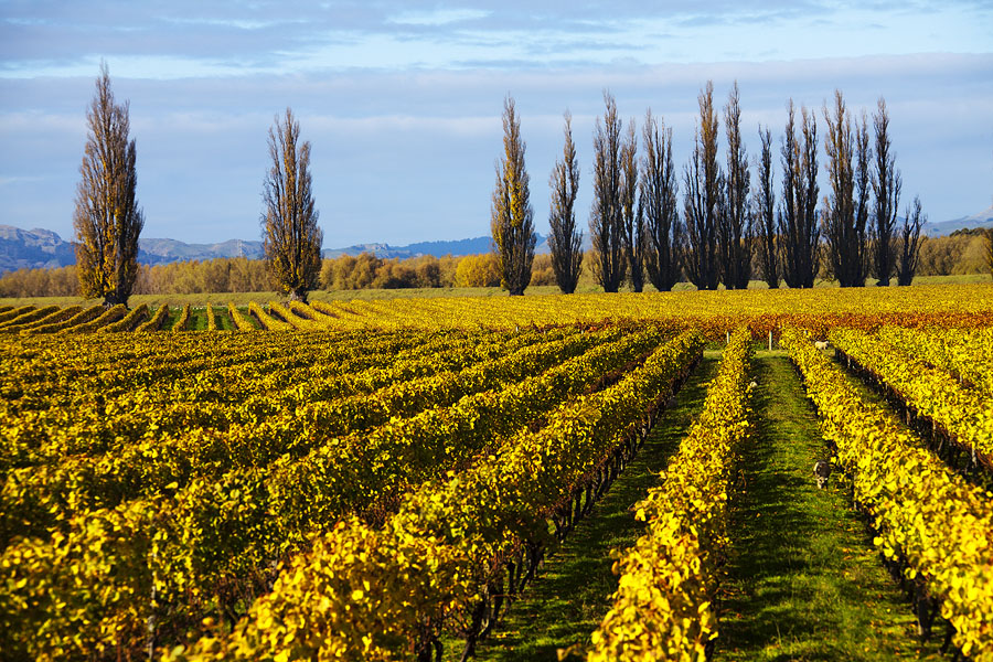 Фото жизнь (light) - PhotoSD - Новая Зеландия - Виноградник