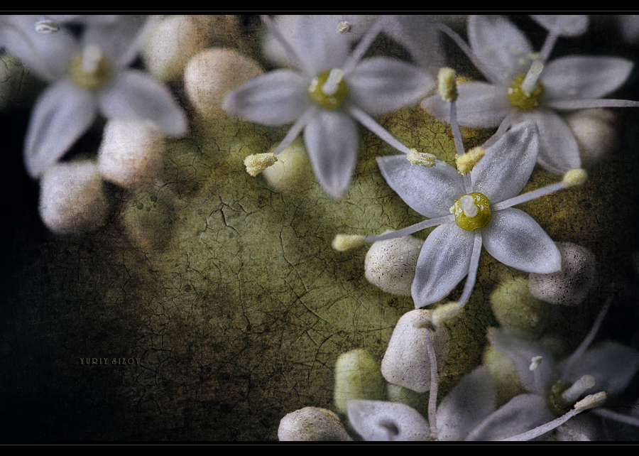 Фото жизнь (light) - Yuriy Sizov - Macro/Flowers - ***