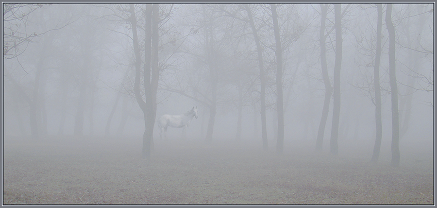 Фото жизнь - Семириков Иван - Пейзажи - ...как она там, в тумане?