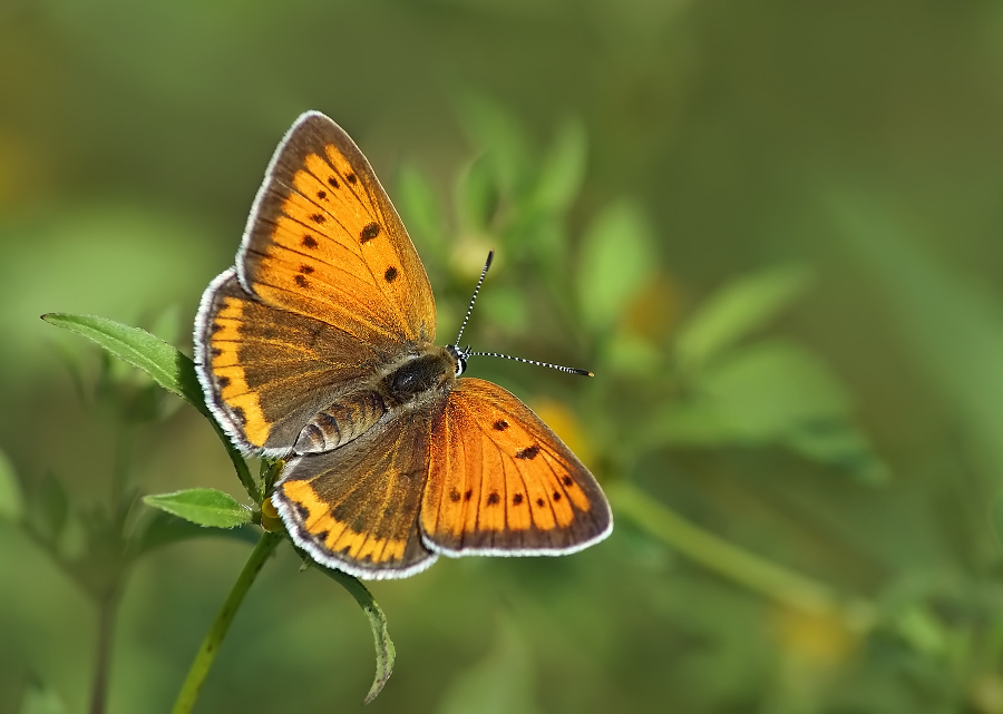 Фото жизнь (light) - Чепленко Алексей - корневой каталог - ***